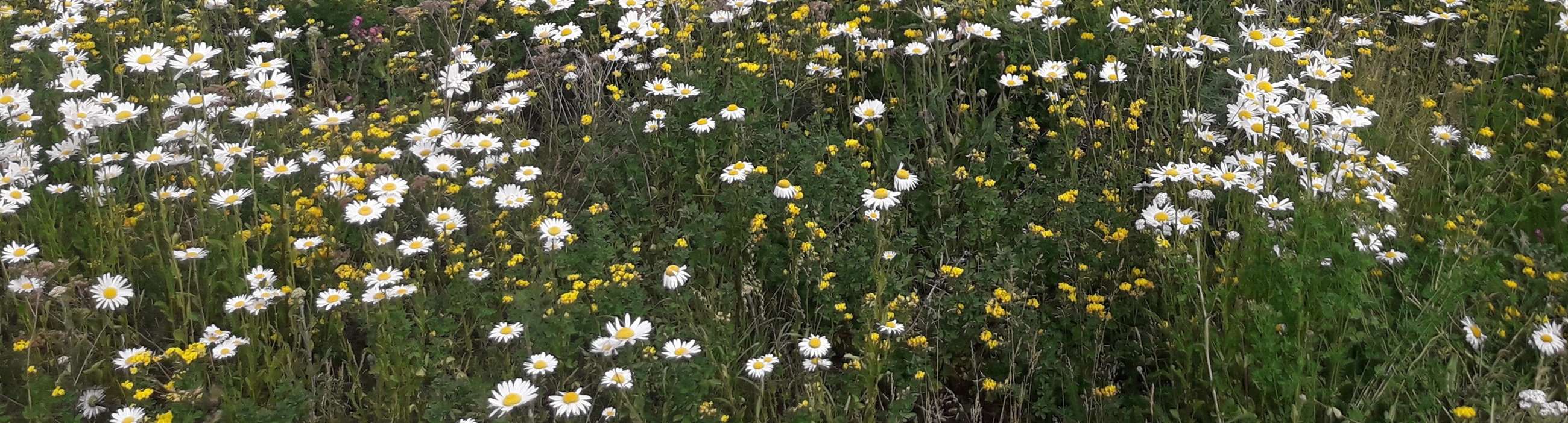 blomstereng-2