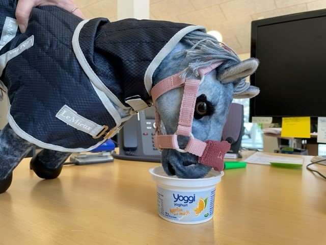 morgenmad